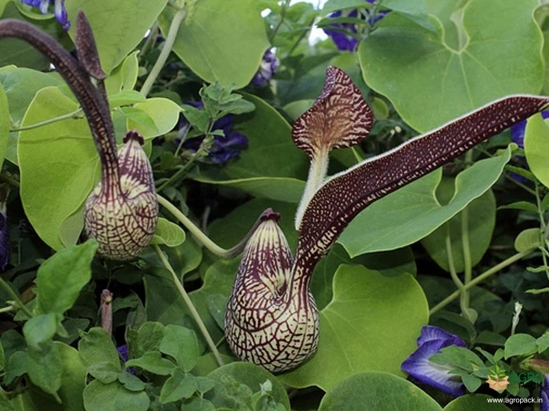 Mottled-Dutchmans-Pipe2