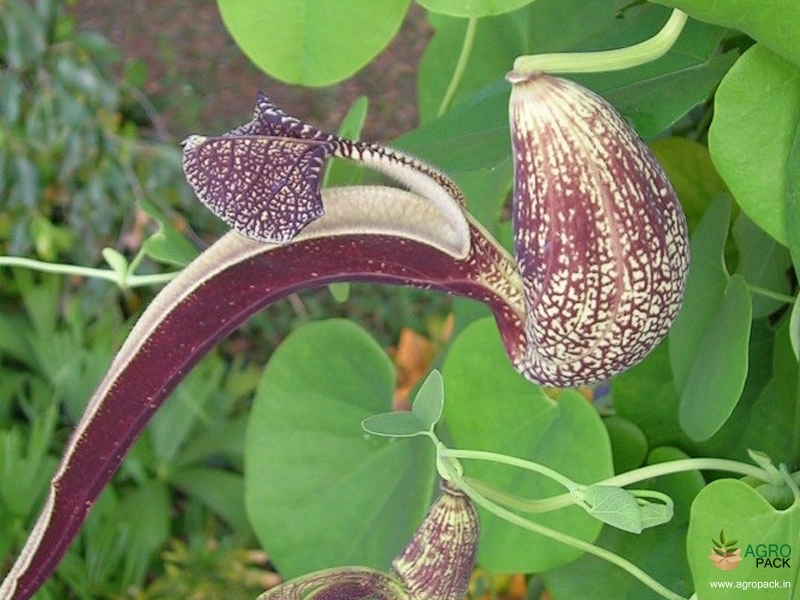 Mottled-Dutchmans-Pipe3