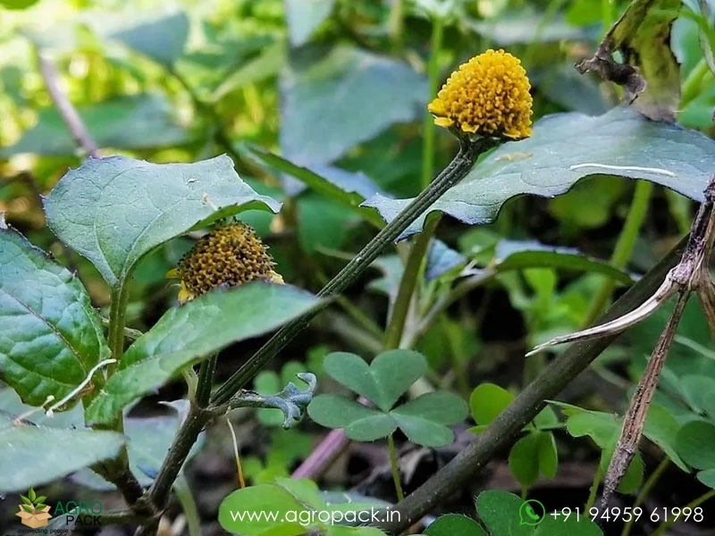 Mount-Atlas-daisy1