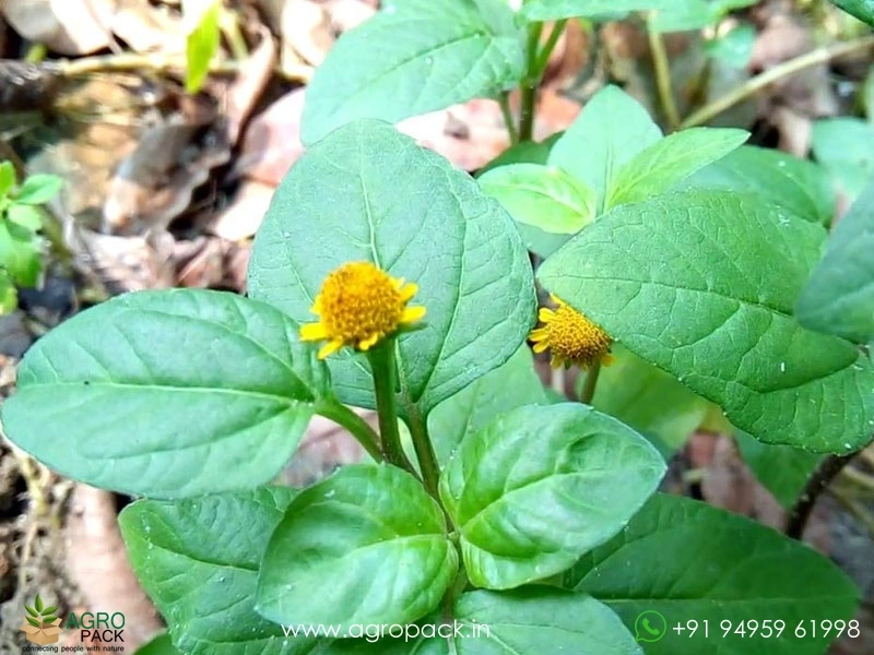 Mount-Atlas-daisy2