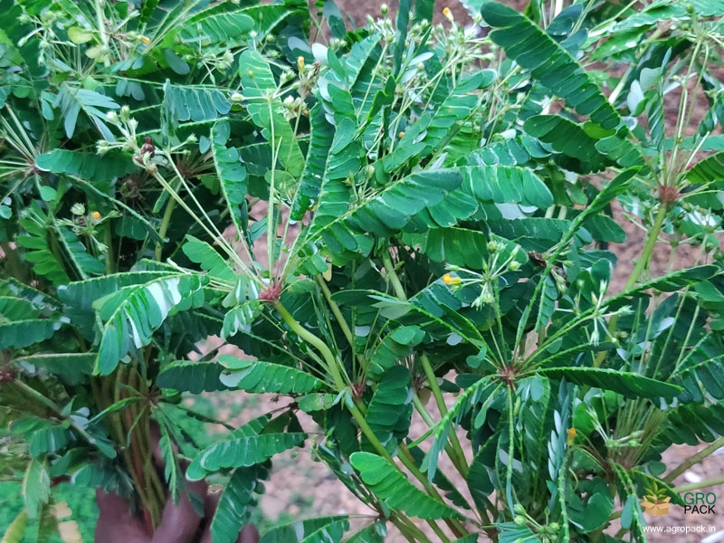 Mukkutti9