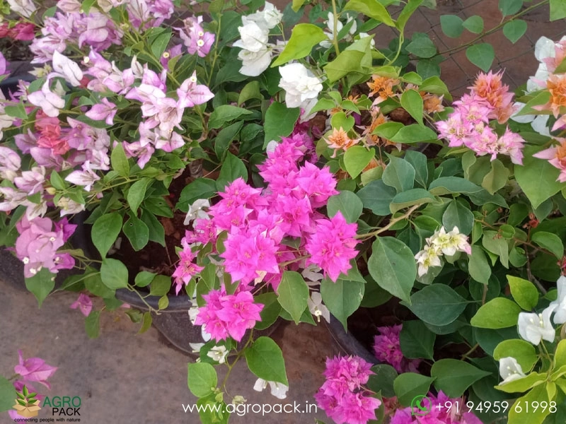 Multi-Grafted-Bougainvillea1