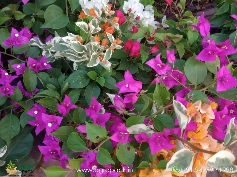 Multi-Grafted-Bougainvillea2