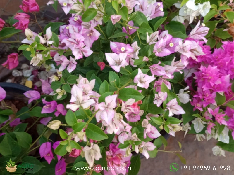 Multi-Grafted-Bougainvillea3