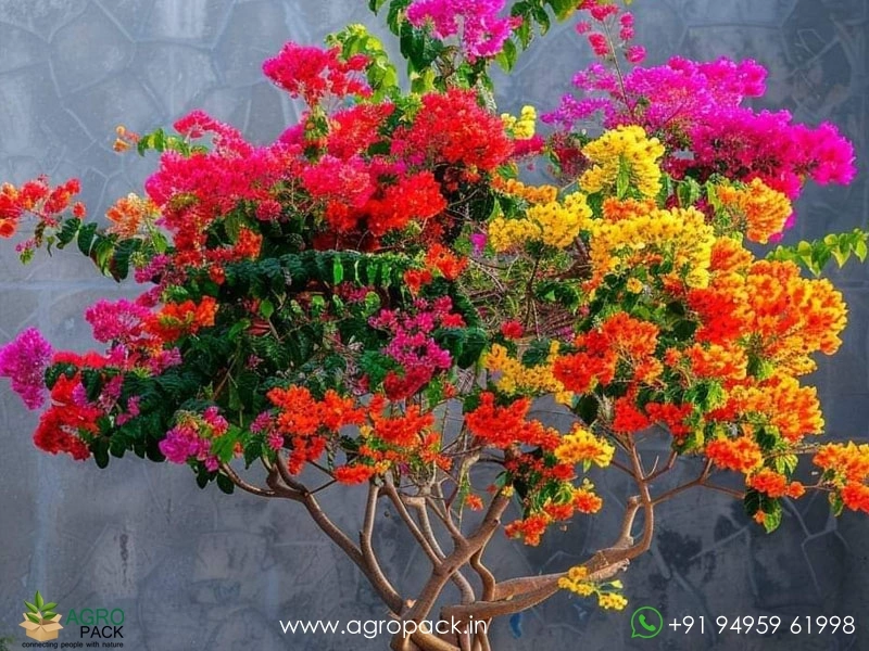 Multi-Grafted-Bougainvillea4