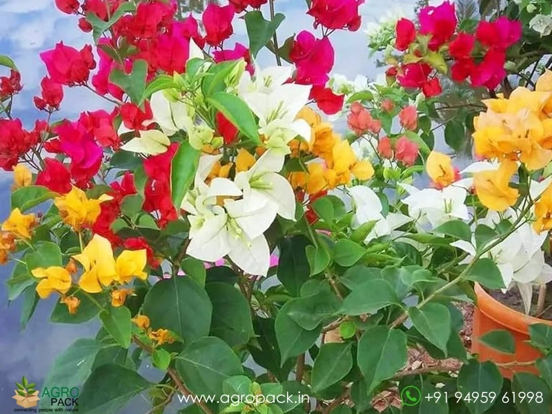 Multi-Grafted-Bougainvillea5