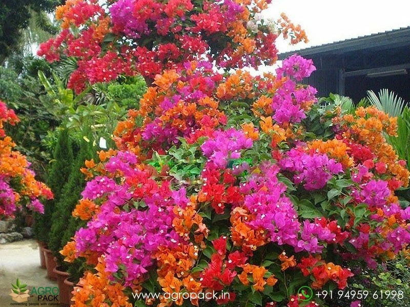 Multi-Grafted-Bougainvillea6