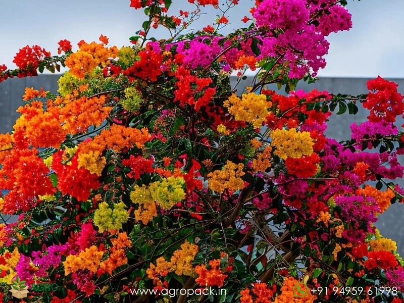 Multi-Grafted-Bougainvillea7