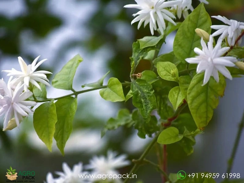 Multi-Layer-Star-Jasmine1