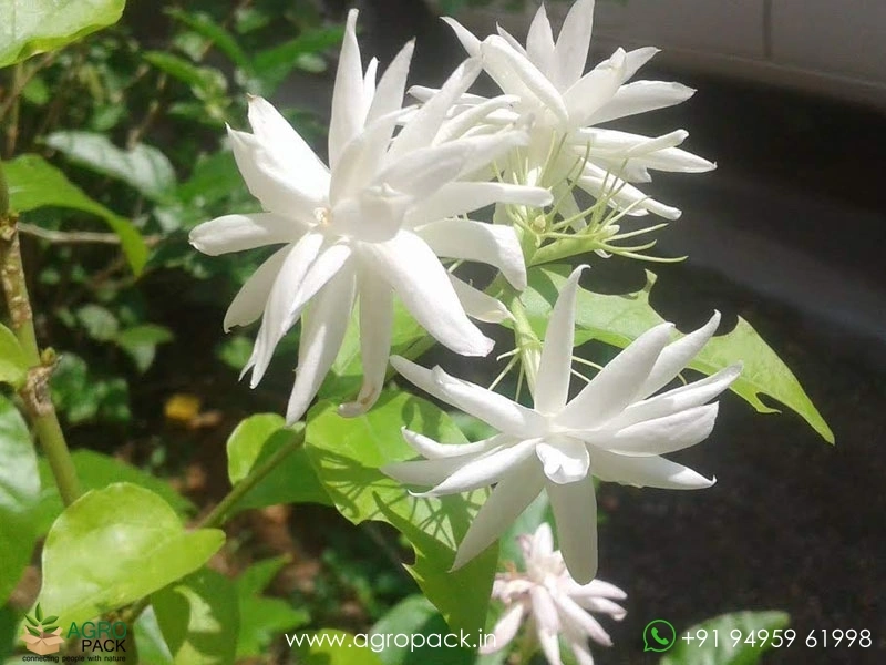 Multi-Layer-Star-Jasmine2