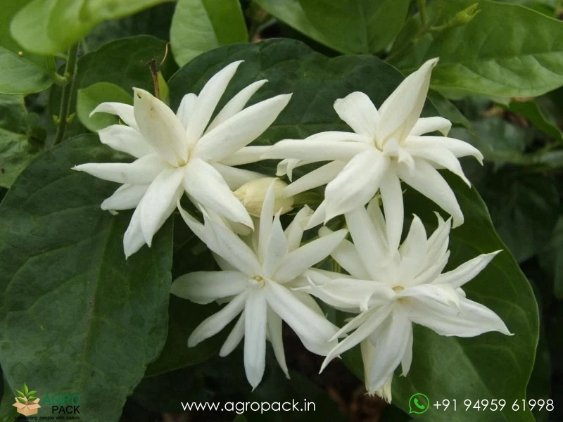 Multi-Layer-Star-Jasmine3