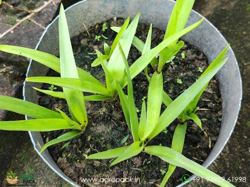 Multi-Petal-Tuberose1