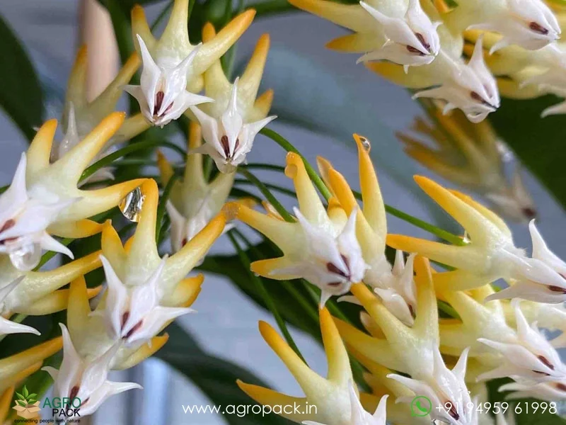Multiflora-Shooting-Star-Hoya1