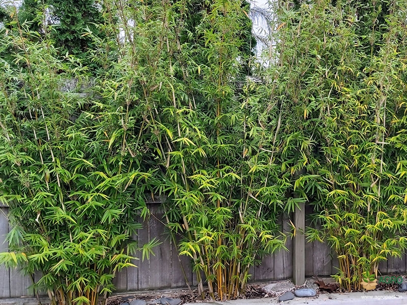 Multiplex-Bamboo1