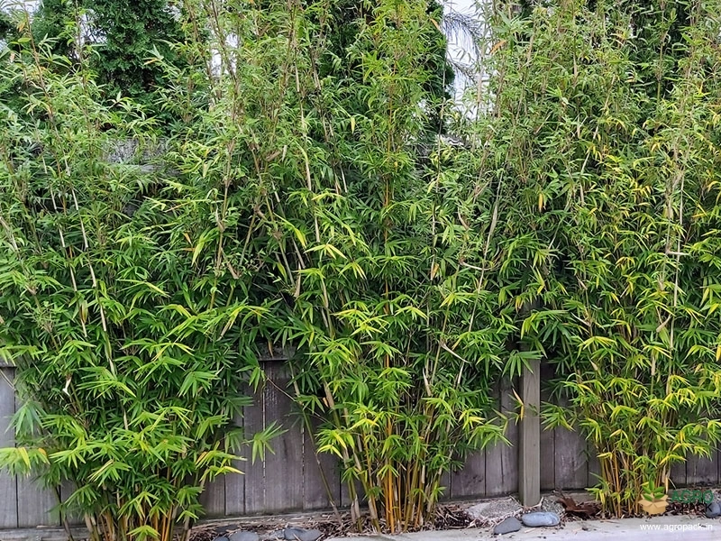 Multiplex-Bamboo1