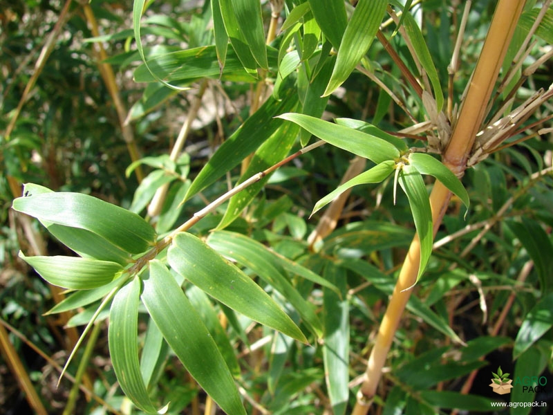 Multiplex-Bamboo2