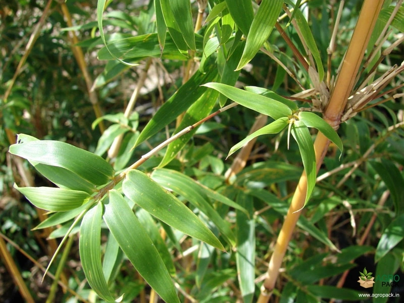 Multiplex-Bamboo2