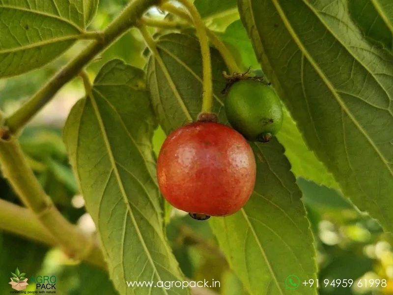 Muntingia-calabura-Indian-Cherry1