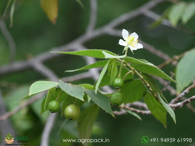 Muntingia-calabura-Indian-Cherry2