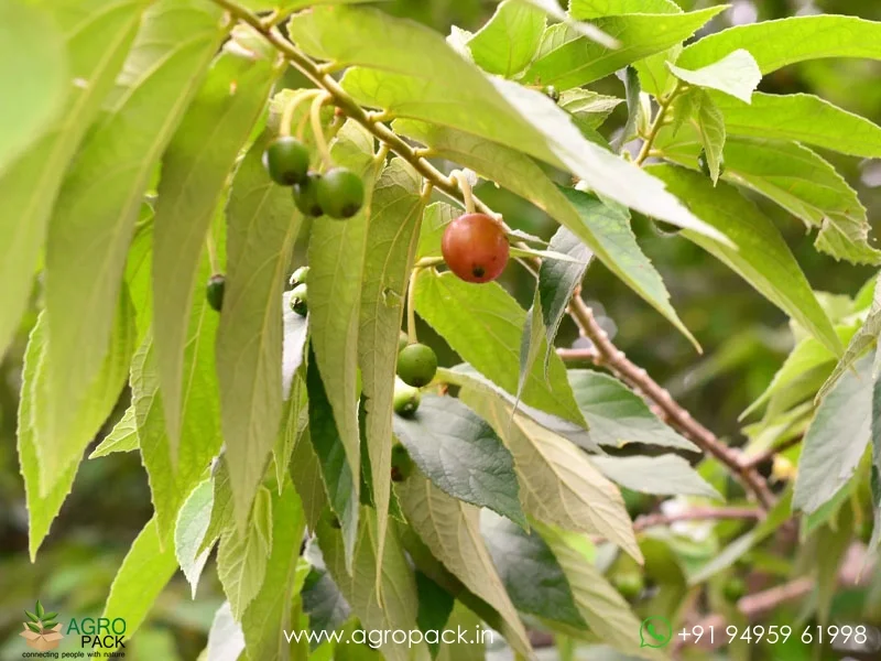 Muntingia-calabura-Indian-Cherry6