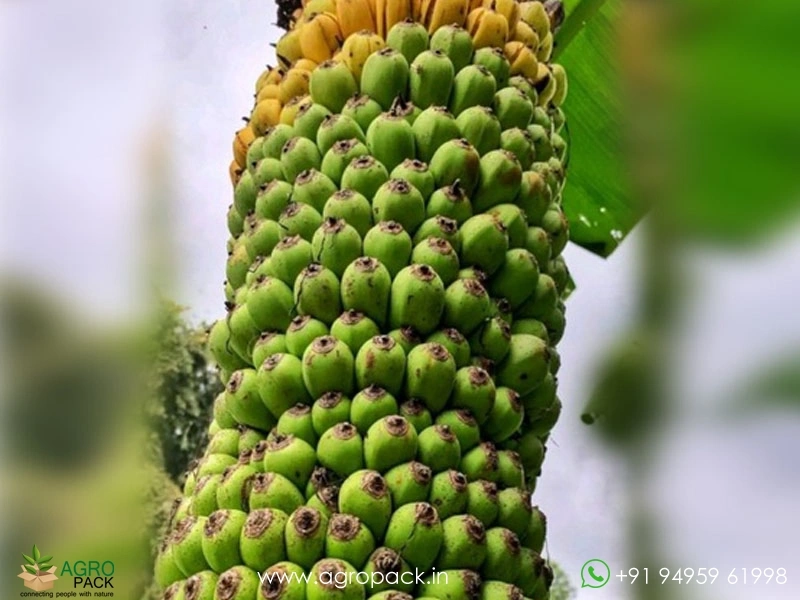 Musa-Thousand-Fingers-Banana1