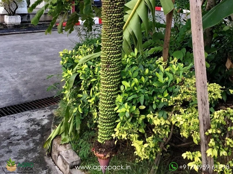 Musa-Thousand-Fingers-Banana2