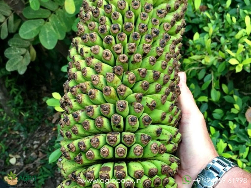 Musa-Thousand-Fingers-Banana3