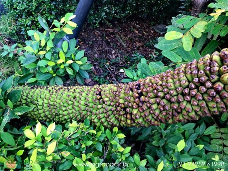 Musa-Thousand-Fingers-Banana5