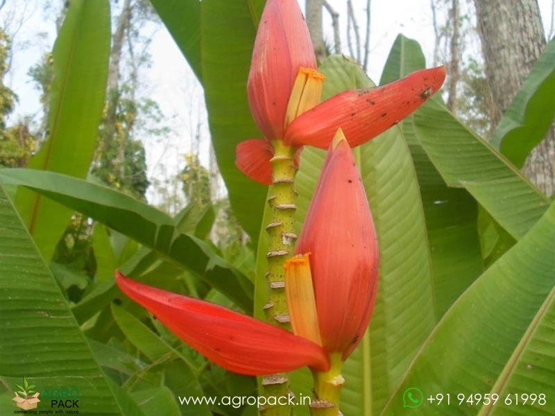 Musa-laterita-Ornamental-Dwarf-Banana1