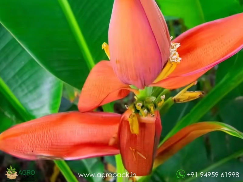 Musa-laterita-Ornamental-Dwarf-Banana2