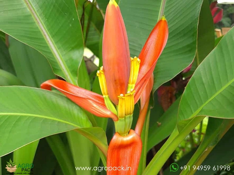 Musa-laterita-Ornamental-Dwarf-Banana3