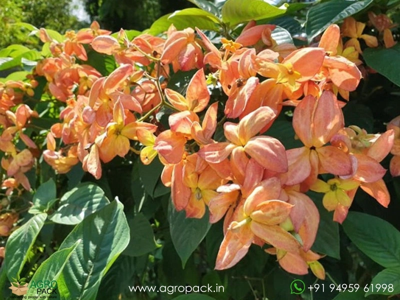 Mussaenda-Orange-Marmalade1