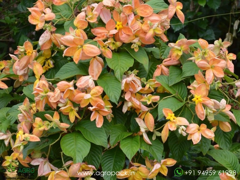 Mussaenda-Orange-Marmalade3