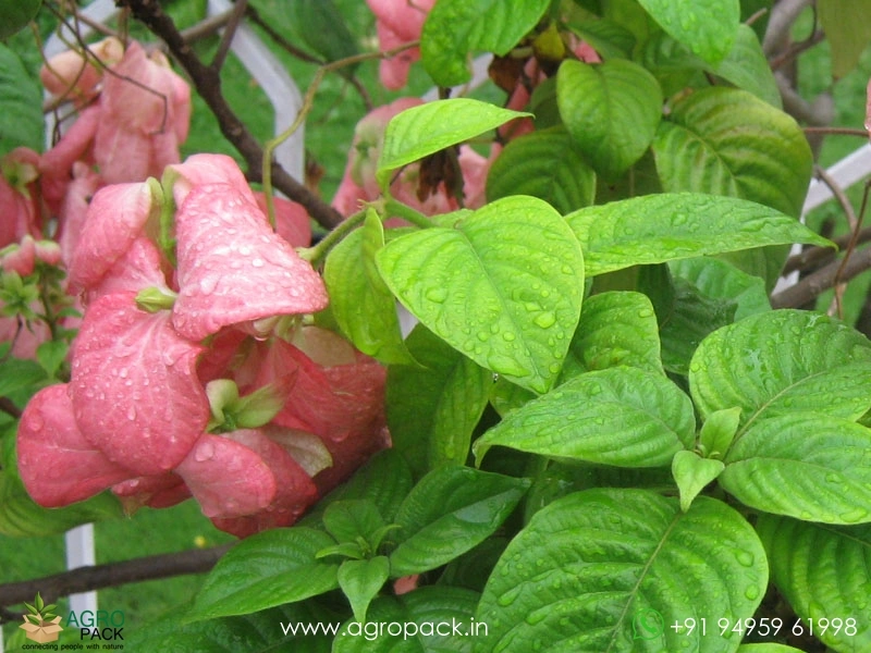 Mussaenda-Pink2