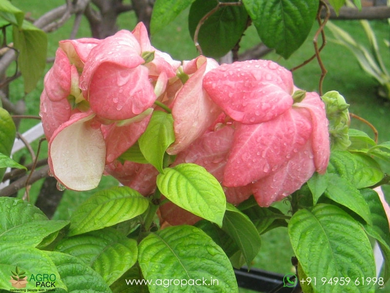 Mussaenda-Pink3