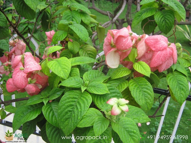 Mussaenda-Pink4