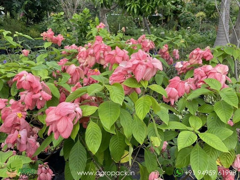 Mussaenda-Pink5