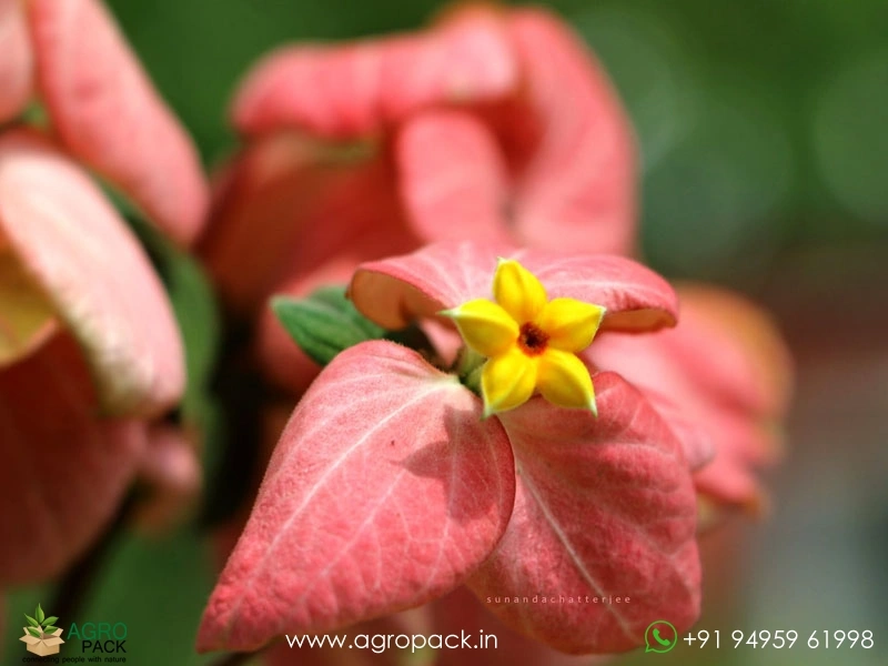 Mussaenda-Pink6