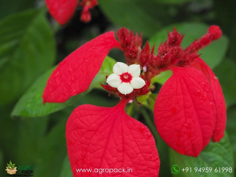 Mussaenda-Red2