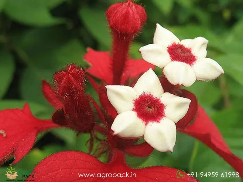 Mussaenda-Red3