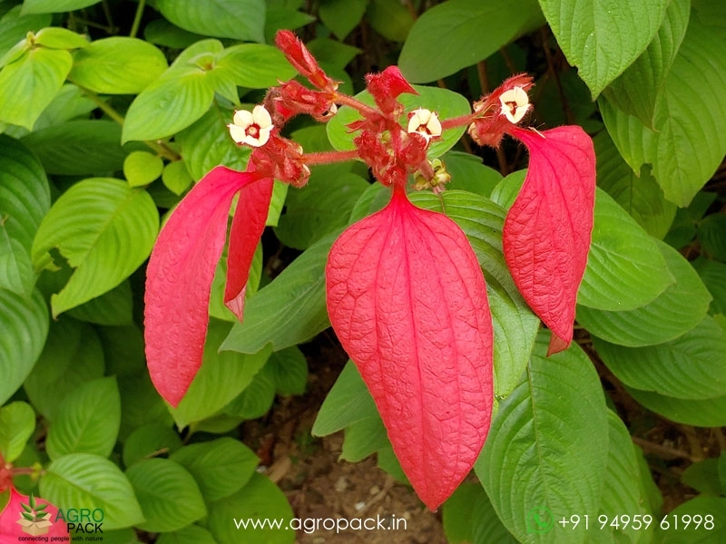 Mussaenda-Red4