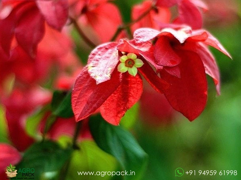 Mussaenda-Red5
