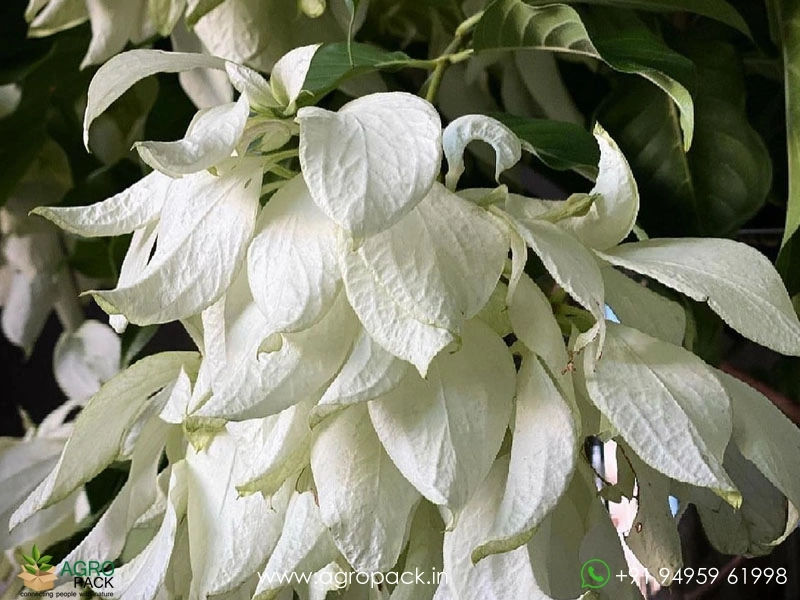 Mussaenda-White1