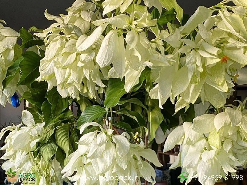 Mussaenda-White3