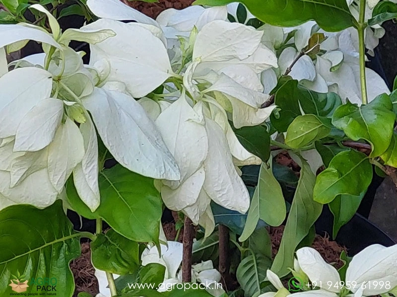 Mussaenda-White4