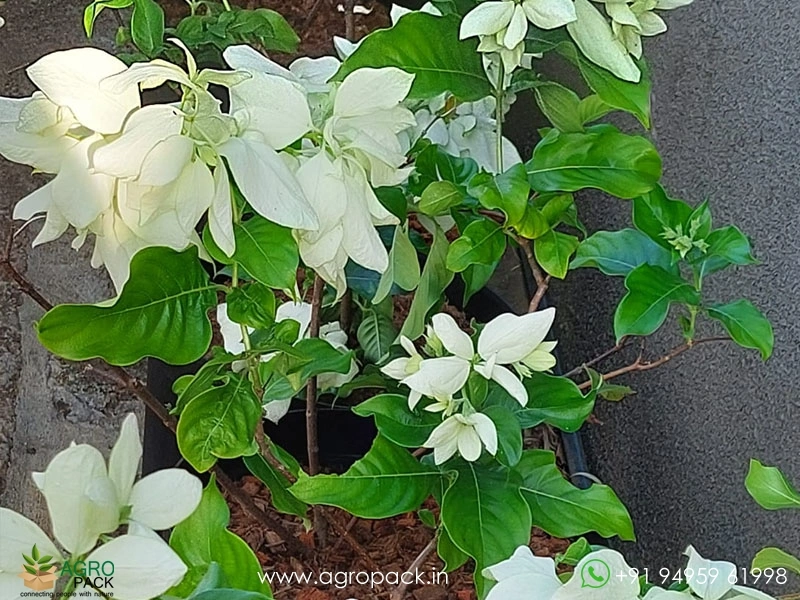 Mussaenda-White5