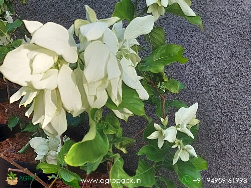 Mussaenda-White6