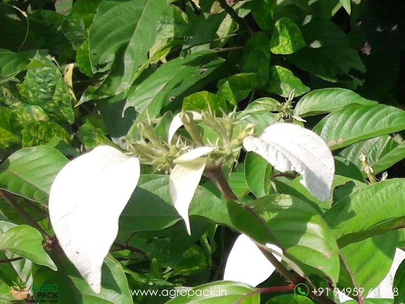 Mussaenda-Wild1