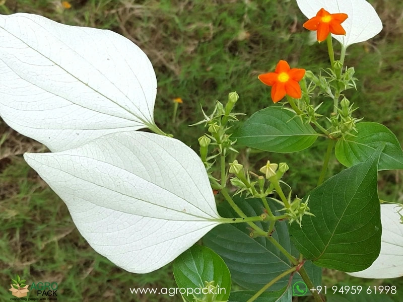 Mussaenda-Wild2