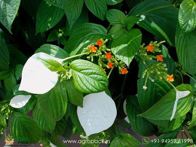 Mussaenda-Wild3